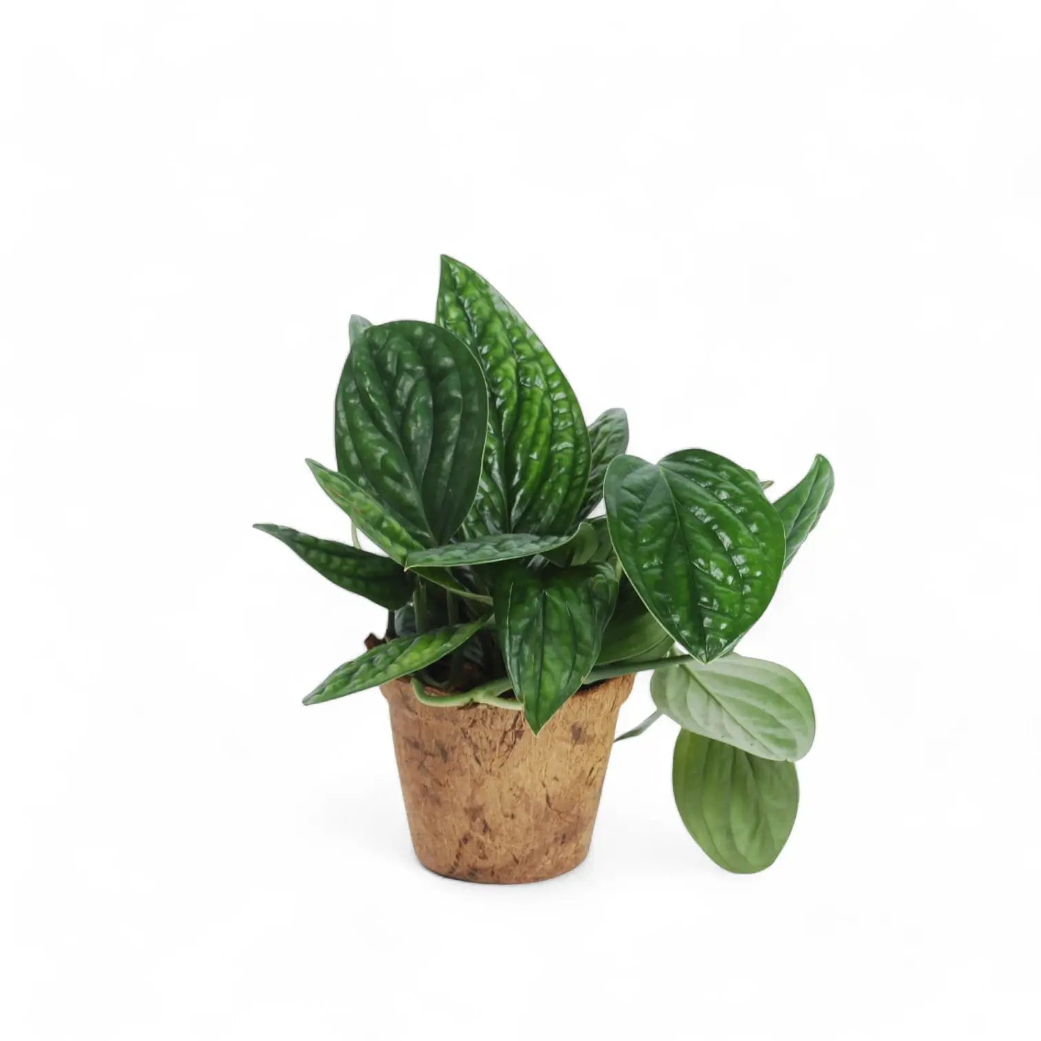 Monstera sp. Peru ('Karstenianum') potted plant in nursery pot on white background.