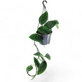 Monstera sp. Peru ('Karstenianum') – Zimmerpflanze im Kulturtopf auf weißem Hintergrund, Produktfoto 3.