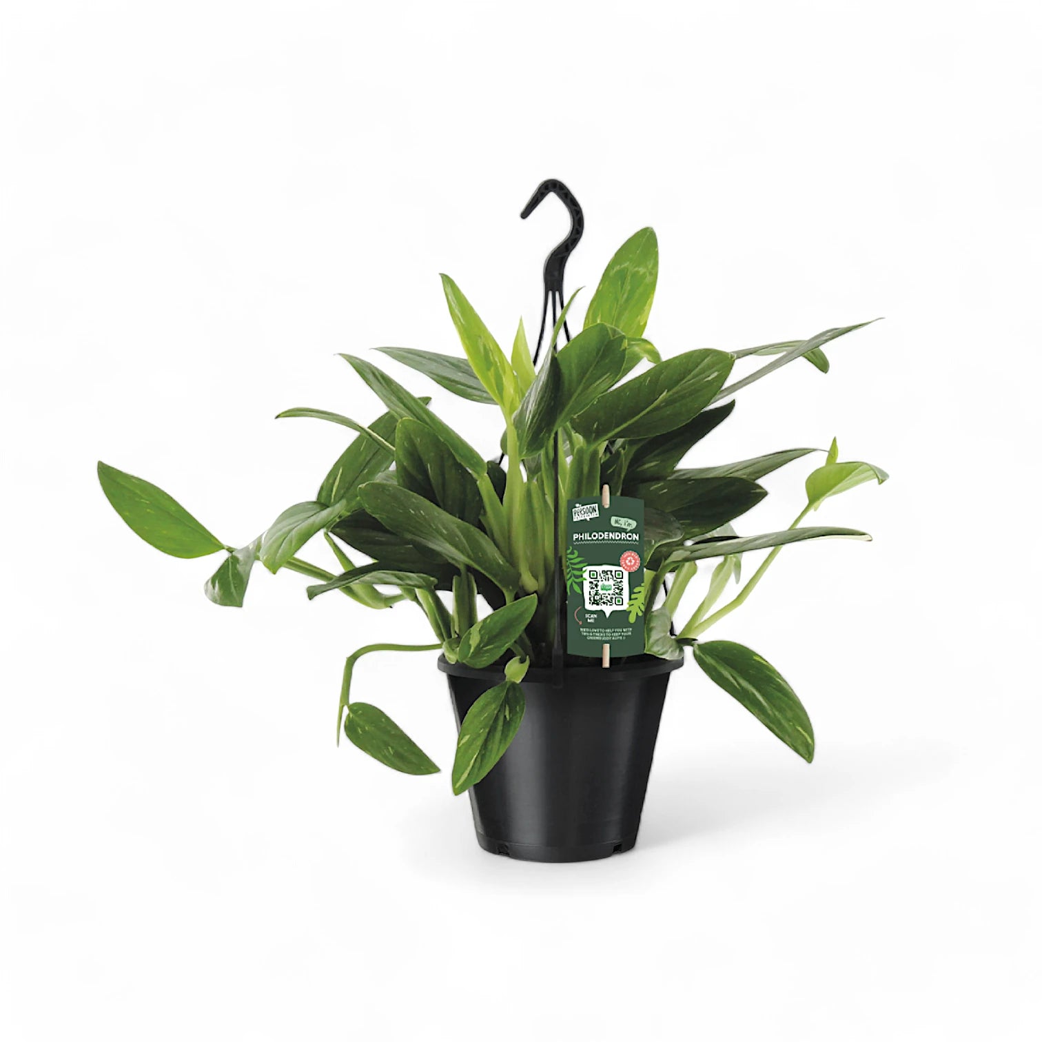 Monstera standleyana variegata – Zimmerpflanze im Kulturtopf auf weißem Hintergrund, Produktfoto 2.