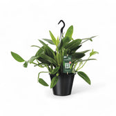 Monstera standleyana variegata potted plant in nursery pot on white background.