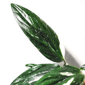 Monstera standleyana variegata potted plant in nursery pot on white background.