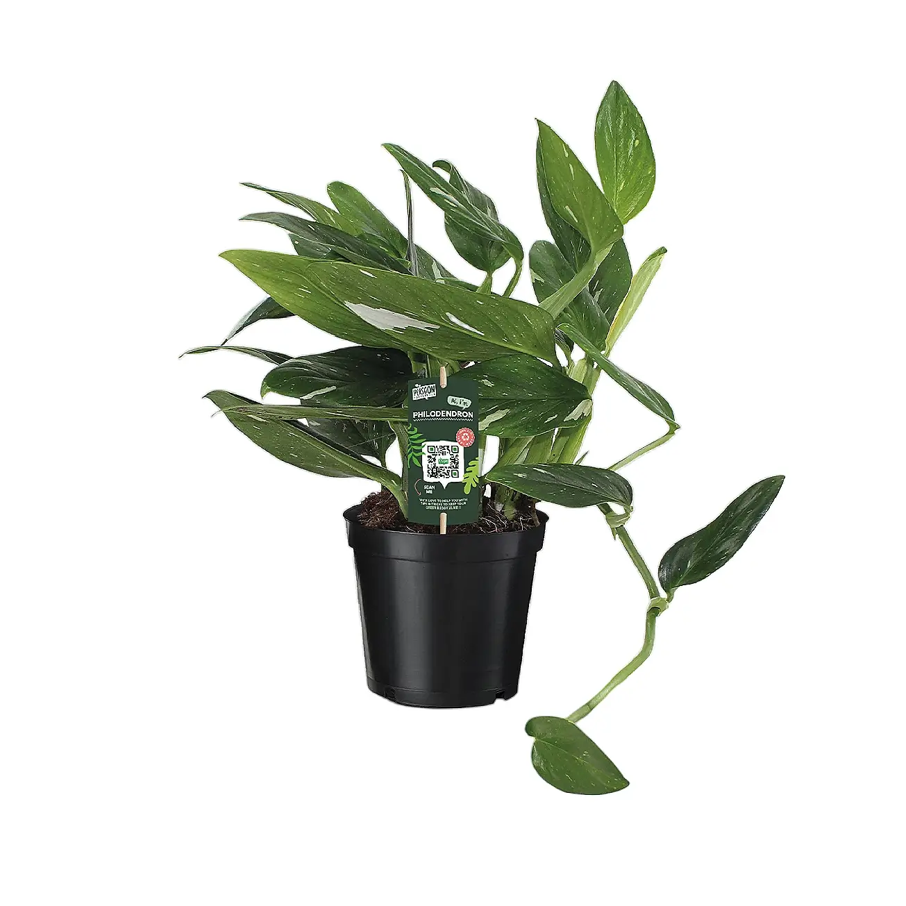 Monstera standleyana variegata potted plant in nursery pot on white background.