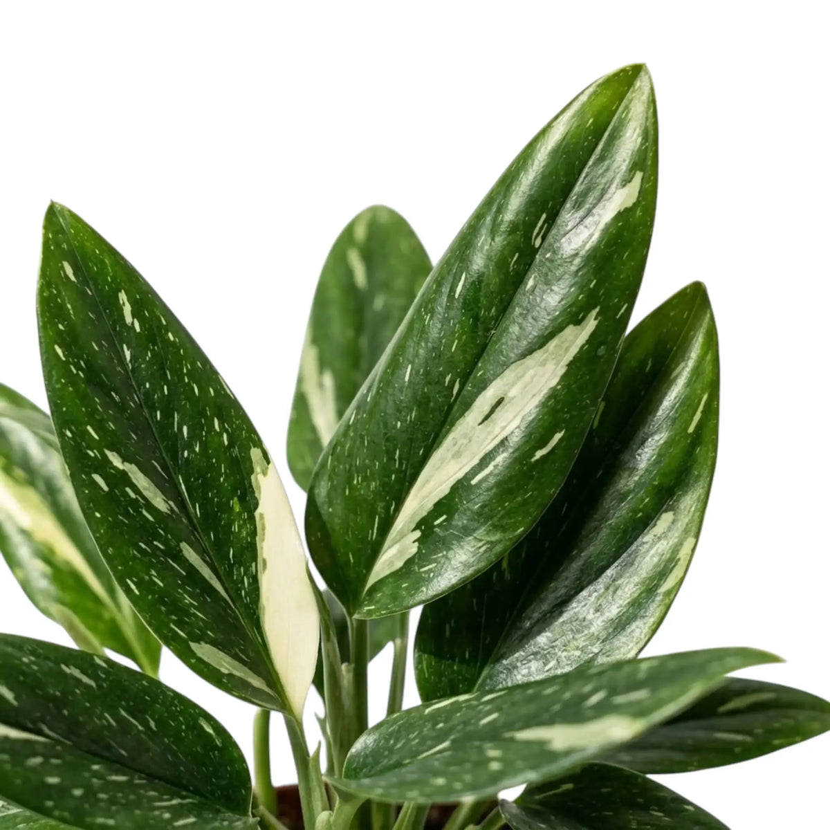 Nahaufnahme der länglichen, glänzenden Blätter von Monstera standleyana Variegata mit markanten cremefarbenen Streifen.