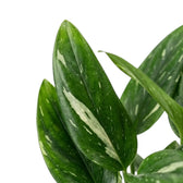 Nahaufnahme eines glänzenden dunkelgrünen Blattes von Monstera standleyana Variegata, das ein breiter cremefarbener Streifen durchzieht.