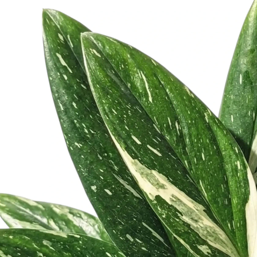 Close-up of elongated dark green Monstera standleyana Variegata leaves with cream flecks and streaks.