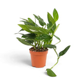 Monstera standleyana Variegata mit cremefarben gesprenkelten grünen Blättern und einem langen Trieb, der neben dem Topf herabhängt.
