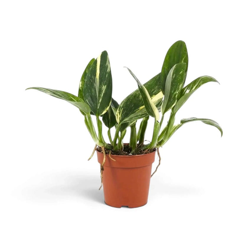 Potted Monstera standleyana Variegata with upright oval green leaves streaked and splashed with cream.