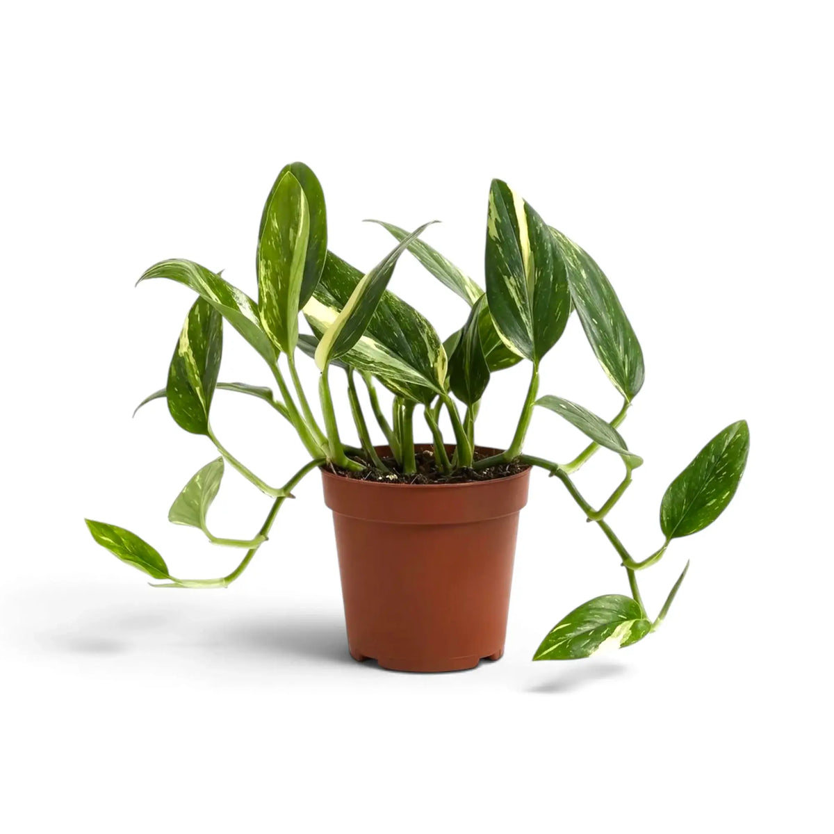 Monstera standleyana Variegata mit cremefarben gestreiften ovalen Blättern und Trieben, die zu beiden Seiten über den Topf hinausragen.