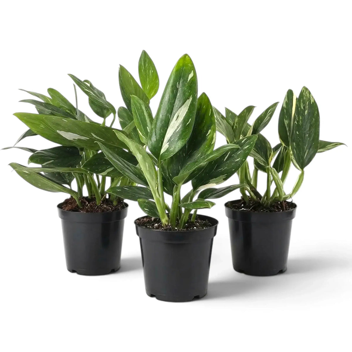 Drei Pflanzen von Monstera standleyana Variegata in Töpfen mit ovalen grünen Blättern und unregelmäßigen cremefarbenen Flecken.
