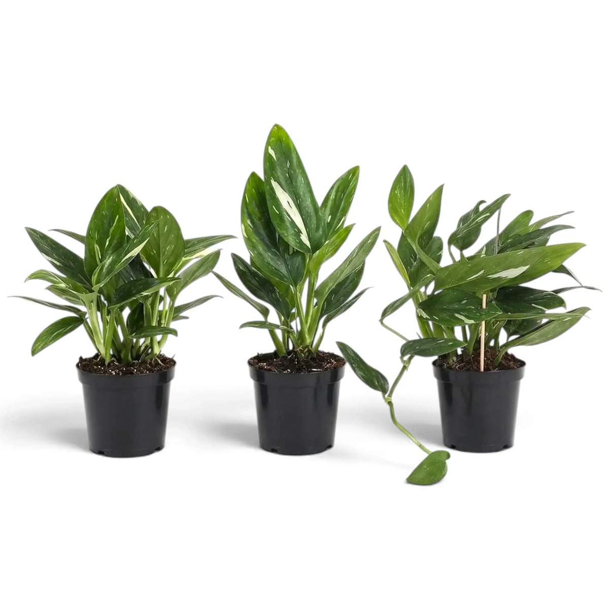 Drei Pflanzen von Monstera standleyana Variegata mit cremefarben gesprenkelten Blättern. Eine hat einen langen herabhängenden Trieb.