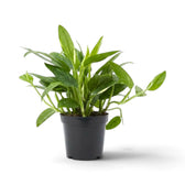 Monstera standleyana Variegata mit schmalen, cremefarben gesprenkelten Blättern und einem gebogenen Trieb, der über den Topf hinausragt.