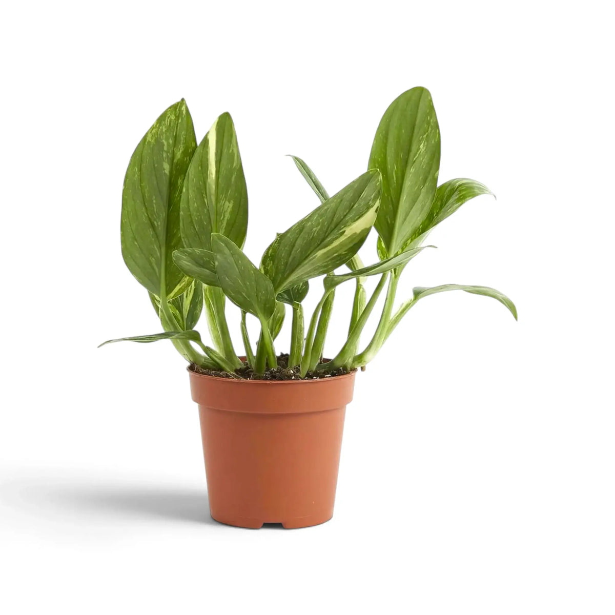 Monstera standleyana Variegata im Topf mit länglichen, aufrechten grünen Blättern und feinen cremefarbenen Sprenkeln.