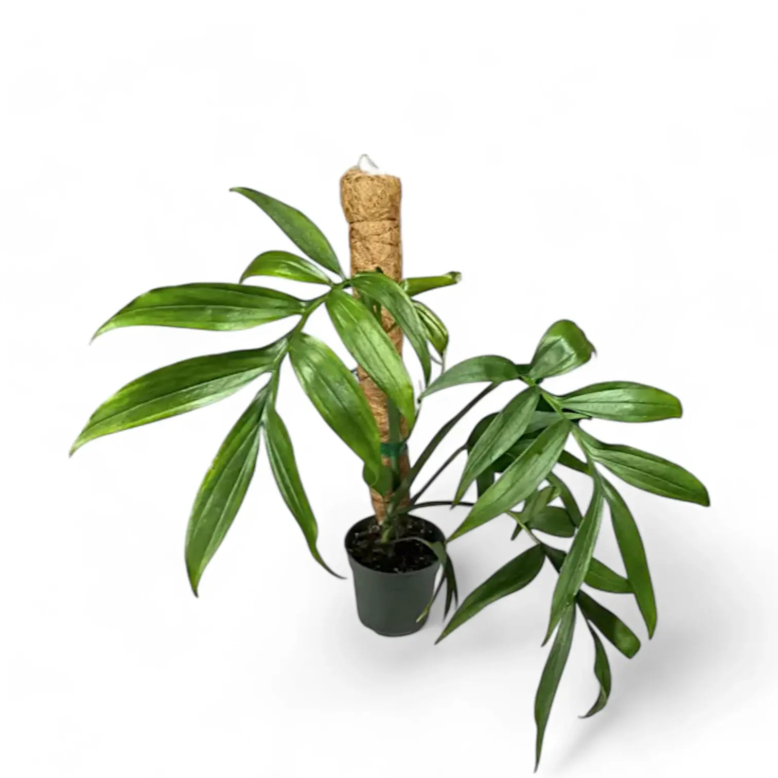 Monstera subpinnata potted plant in nursery pot on white background.