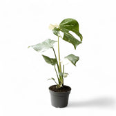 Monstera 'Thai Constellation' potted plant in nursery pot on white background.