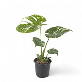 Monstera 'Thai Constellation' potted plant in nursery pot on white background.