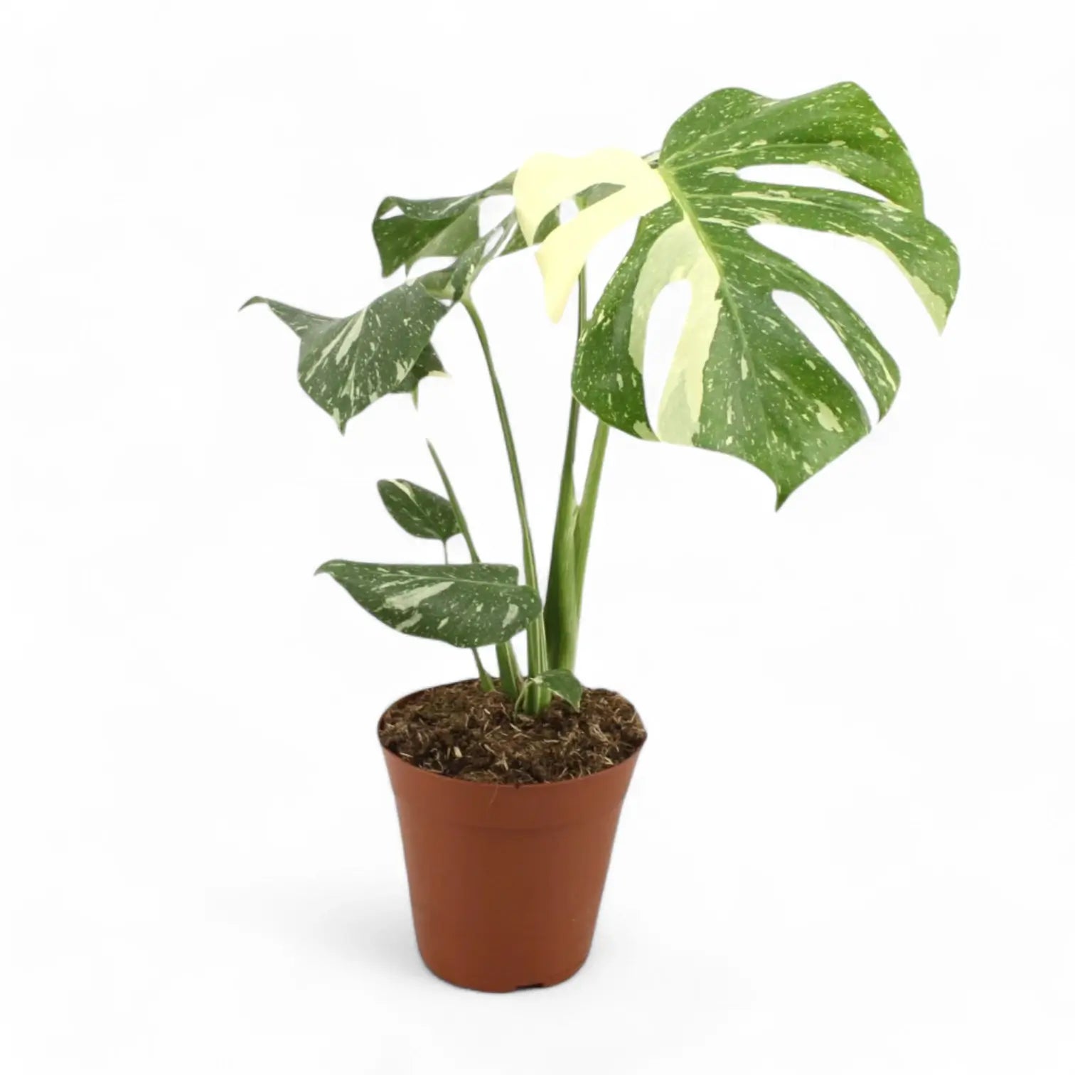 Monstera 'Thai Constellation' potted plant in nursery pot on white background.