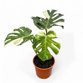 Monstera 'Thai Constellation' potted plant in nursery pot on white background.