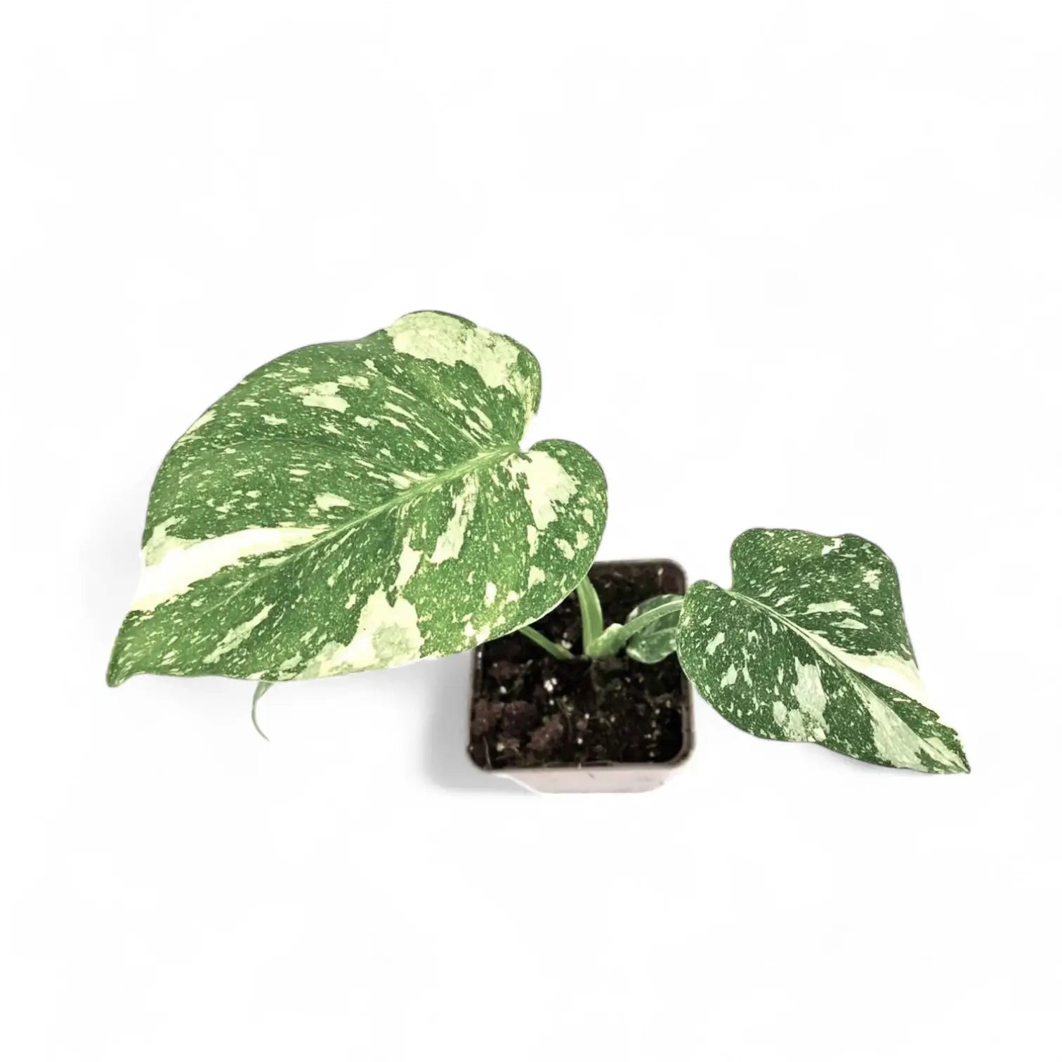 Monstera 'Thai Constellation' potted plant in nursery pot on white background.