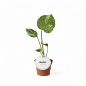 Monstera 'Thai Constellation' potted plant in nursery pot on white background.