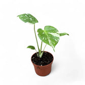 Monstera 'Thai Constellation' potted plant in nursery pot on white background.