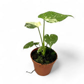 Monstera 'Thai Constellation' potted plant in nursery pot on white background.