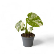 Monstera 'Thai Constellation' potted plant in nursery pot on white background.