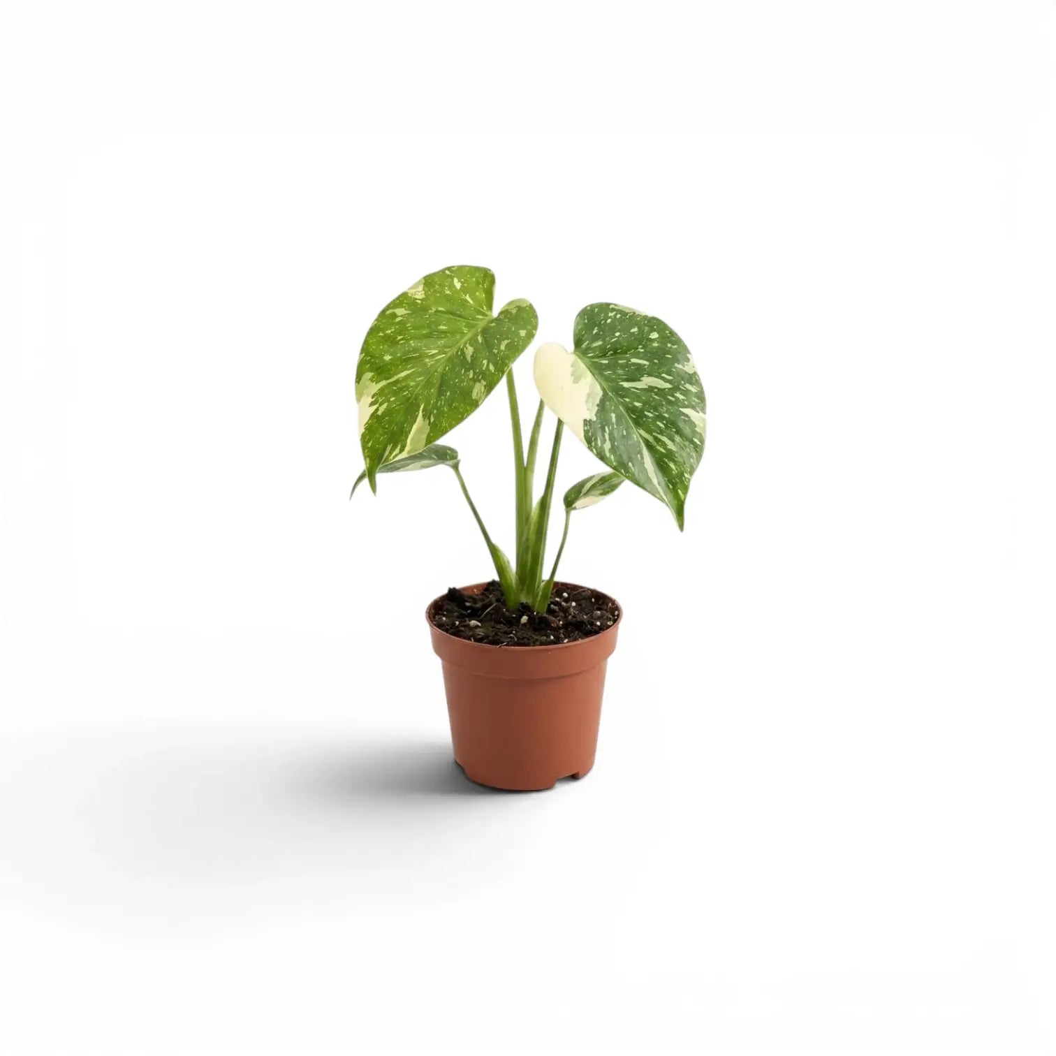 Monstera Thai Constellation