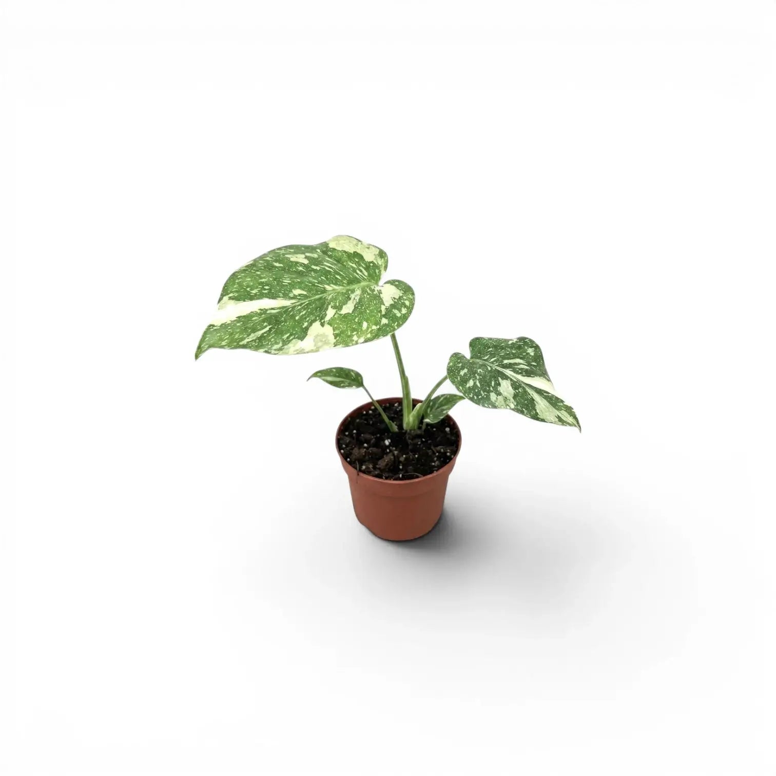 Monstera Thai Constellation | Creme-Muster  Foliage Factory