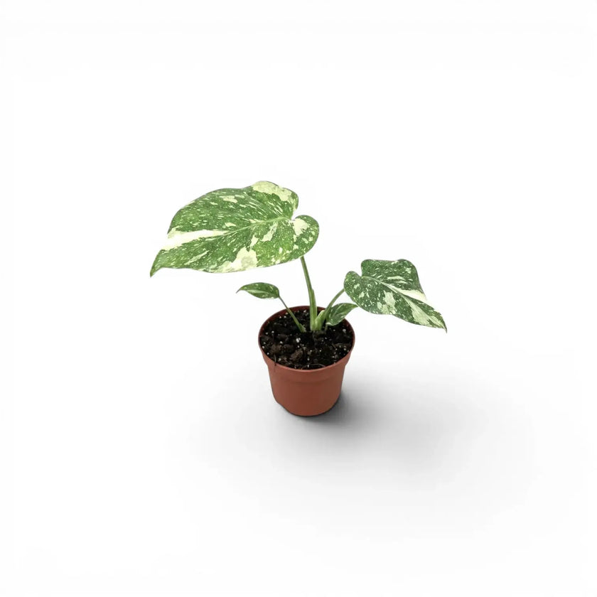 Monstera 'Thai Constellation'