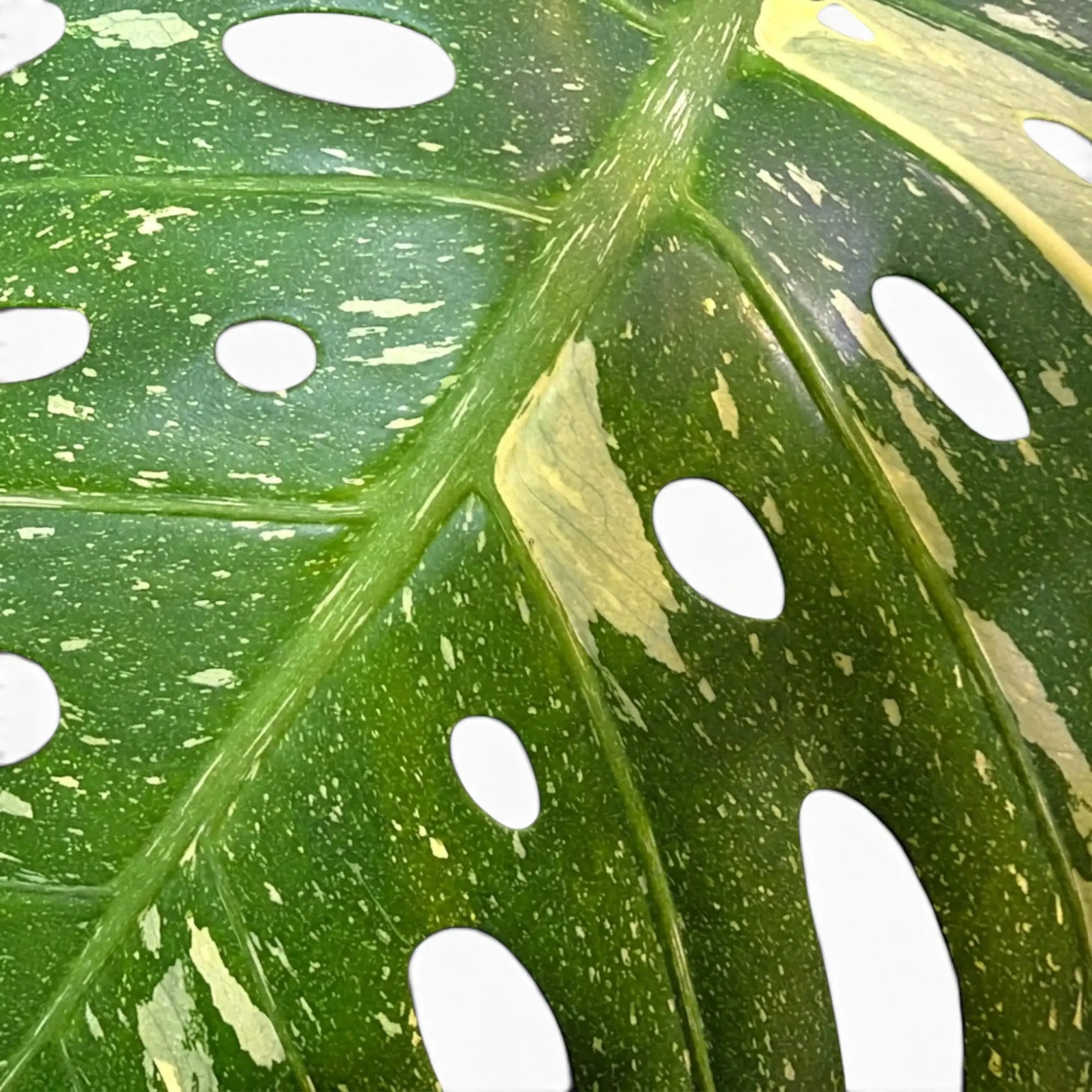 Monstera Thai Constellation