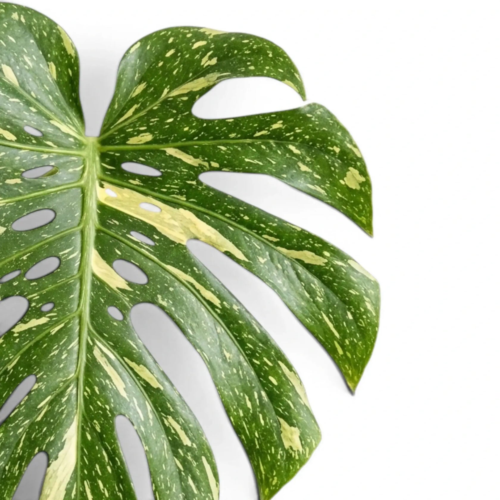 Monstera Thai Constellation