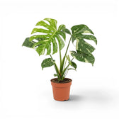 Monstera Thai Constellation mit panaschierten Blättern im Kulturtopf vor weißem Hintergrund