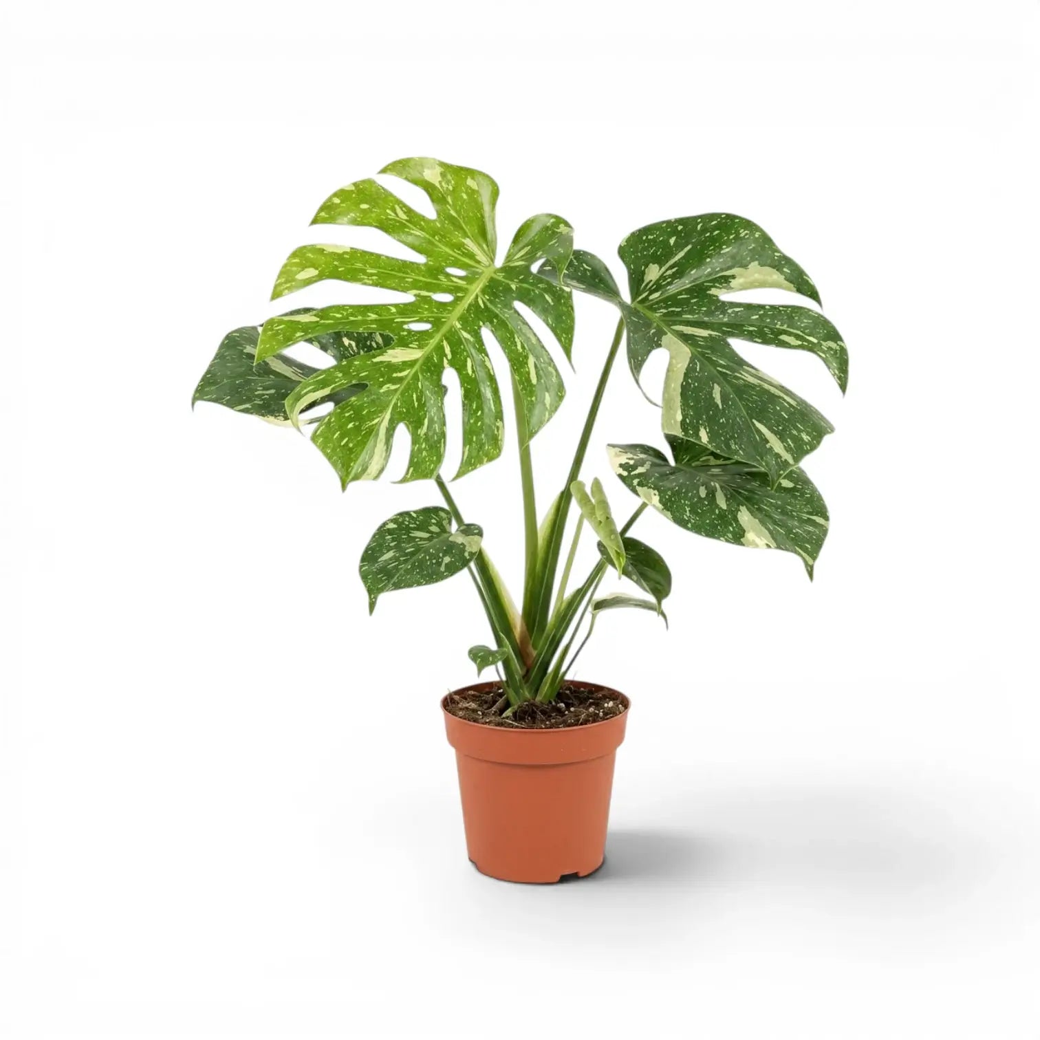 Monstera Thai Constellation
