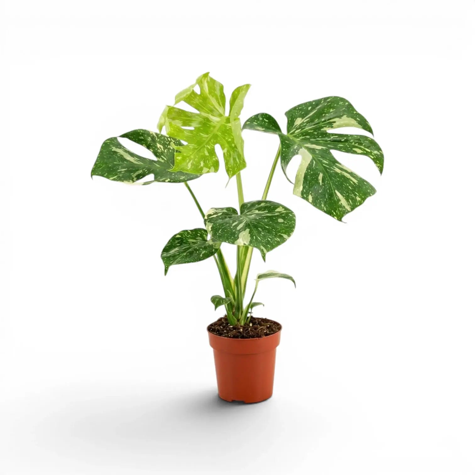 Monstera Thai Constellation mit panaschierten Blättern im Kulturtopf vor weißem Hintergrund