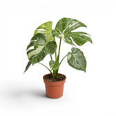 Monstera Thai Constellation mit panaschierten Blättern im Kulturtopf vor weißem Hintergrund