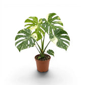 Monstera Thai Constellation mit panaschierten Blättern im Kulturtopf vor weißem Hintergrund