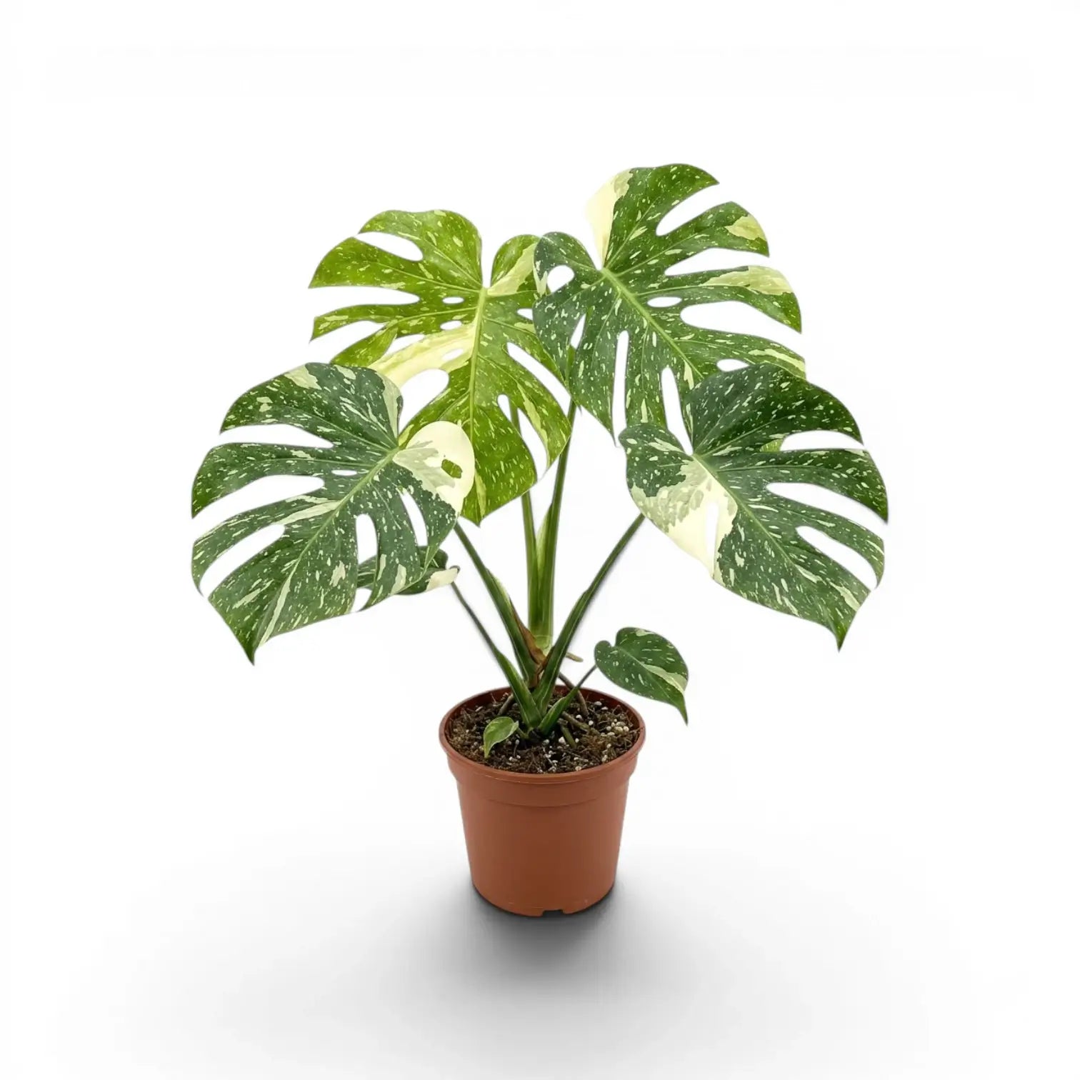Monstera Thai Constellation