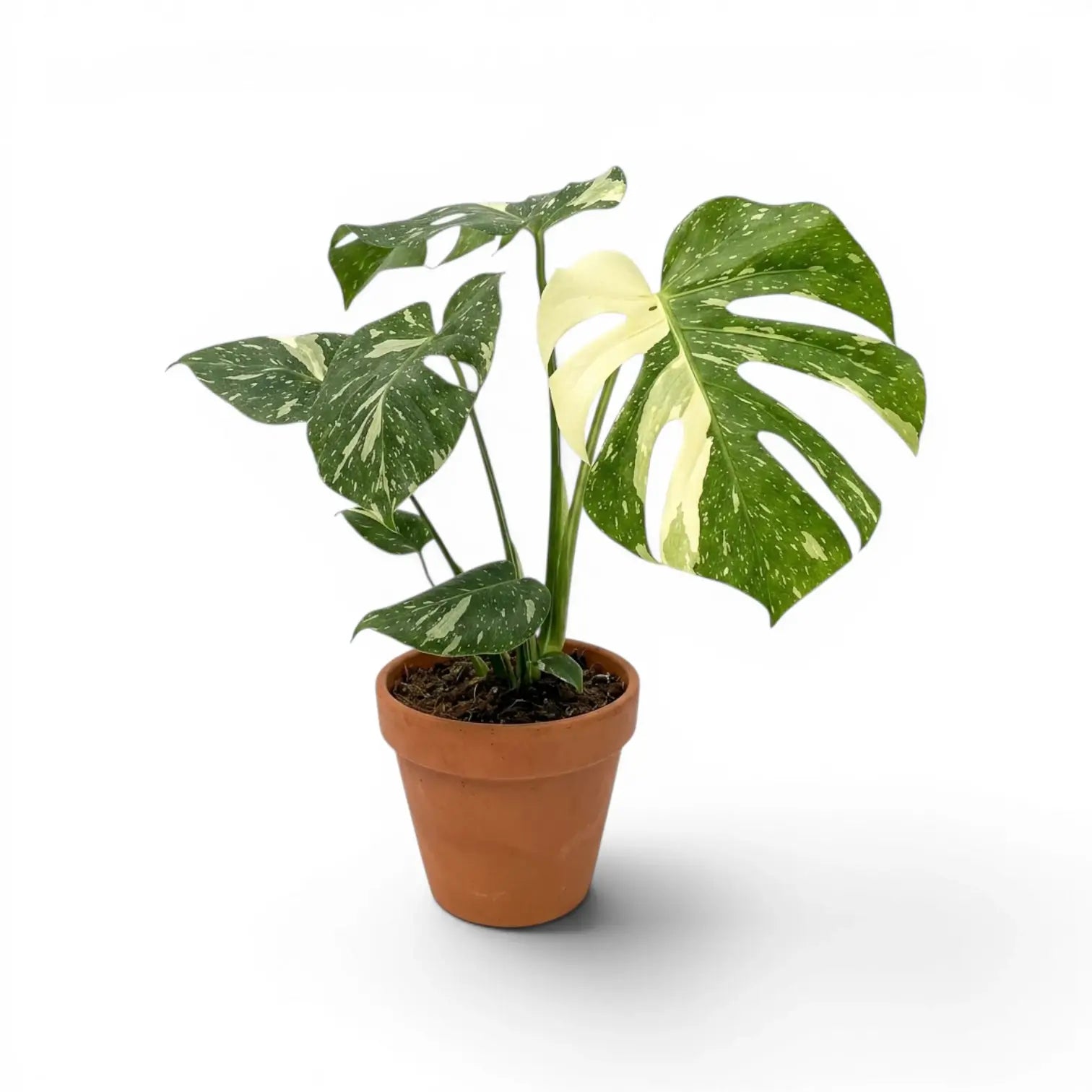 Monstera Thai Constellation