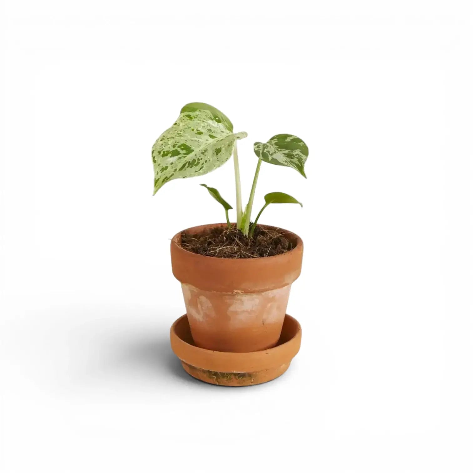 Monstera deliciosa 'Bulbasaur' als Topfpflanze im Kulturtopf vor weißem Hintergrund.