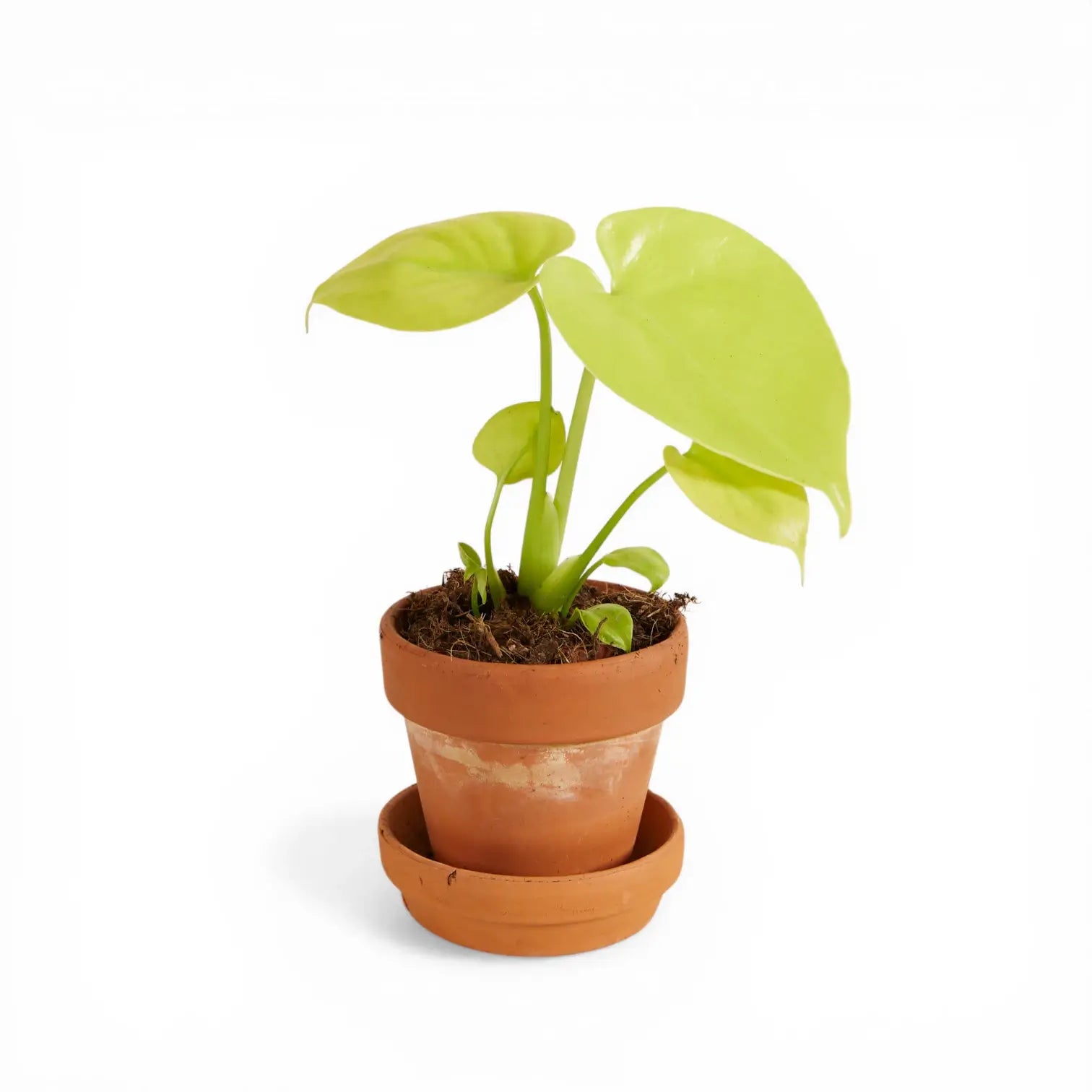 Monstera deliciosa 'Golden' | Chartreuse Climbing Monstera