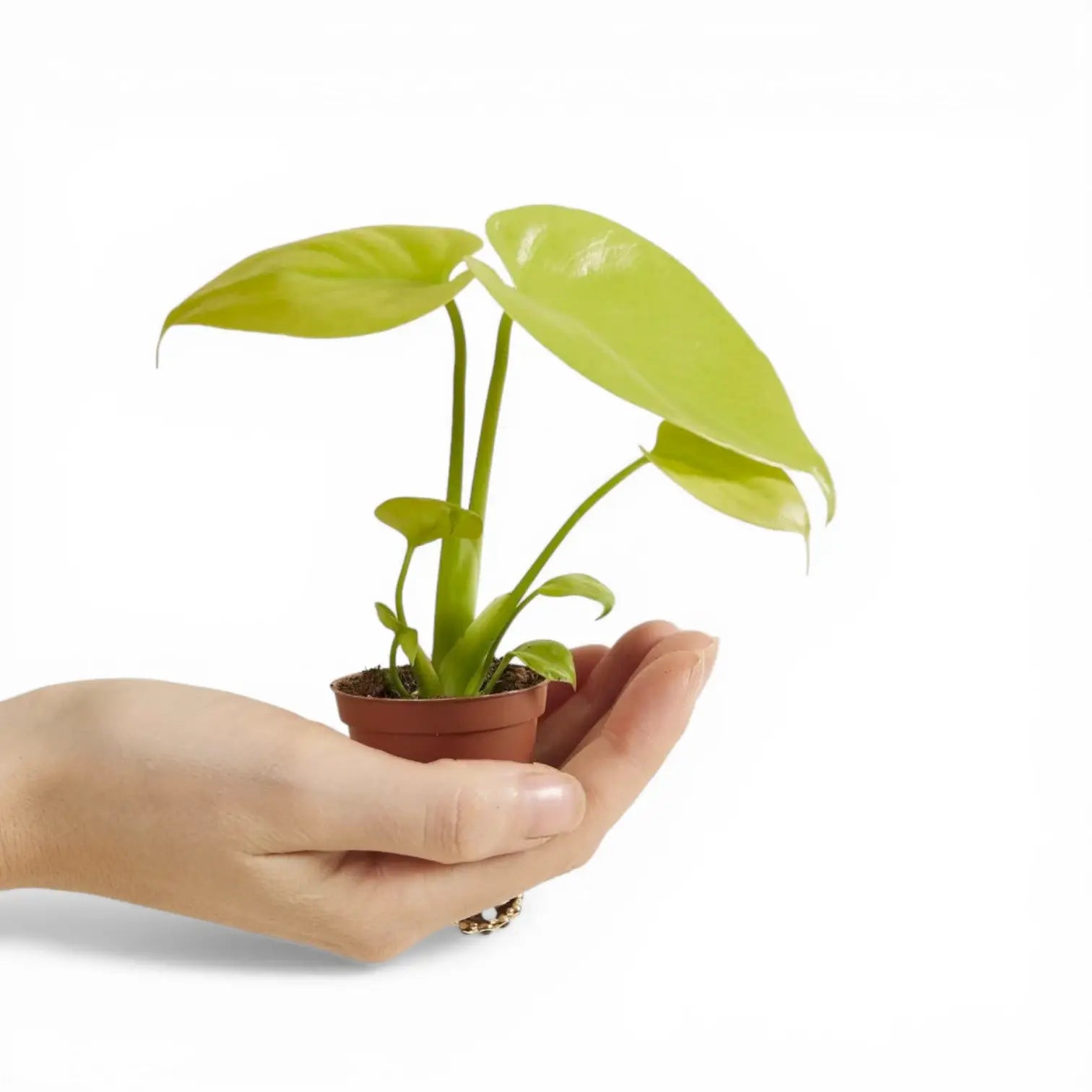 Monstera deliciosa 'Golden' | Chartreuse Climbing Monstera
