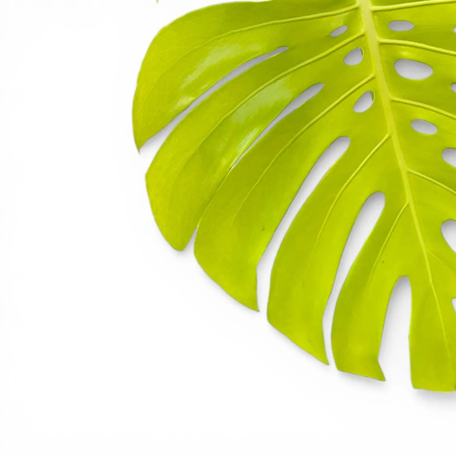 モンステラ・ポトス Monstera Deliciosa Lemon Lime Monstera deliciosa 'Golden' | Chartreuse Climbing Monstera