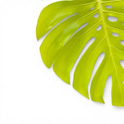 Monstera deliciosa 'Golden' ('Lemon Lime') potted plant in nursery pot on white background.