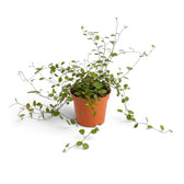 Baby Muehlenbeckia complexa 'Maori' with fine wiry stems and tiny round green leaves
