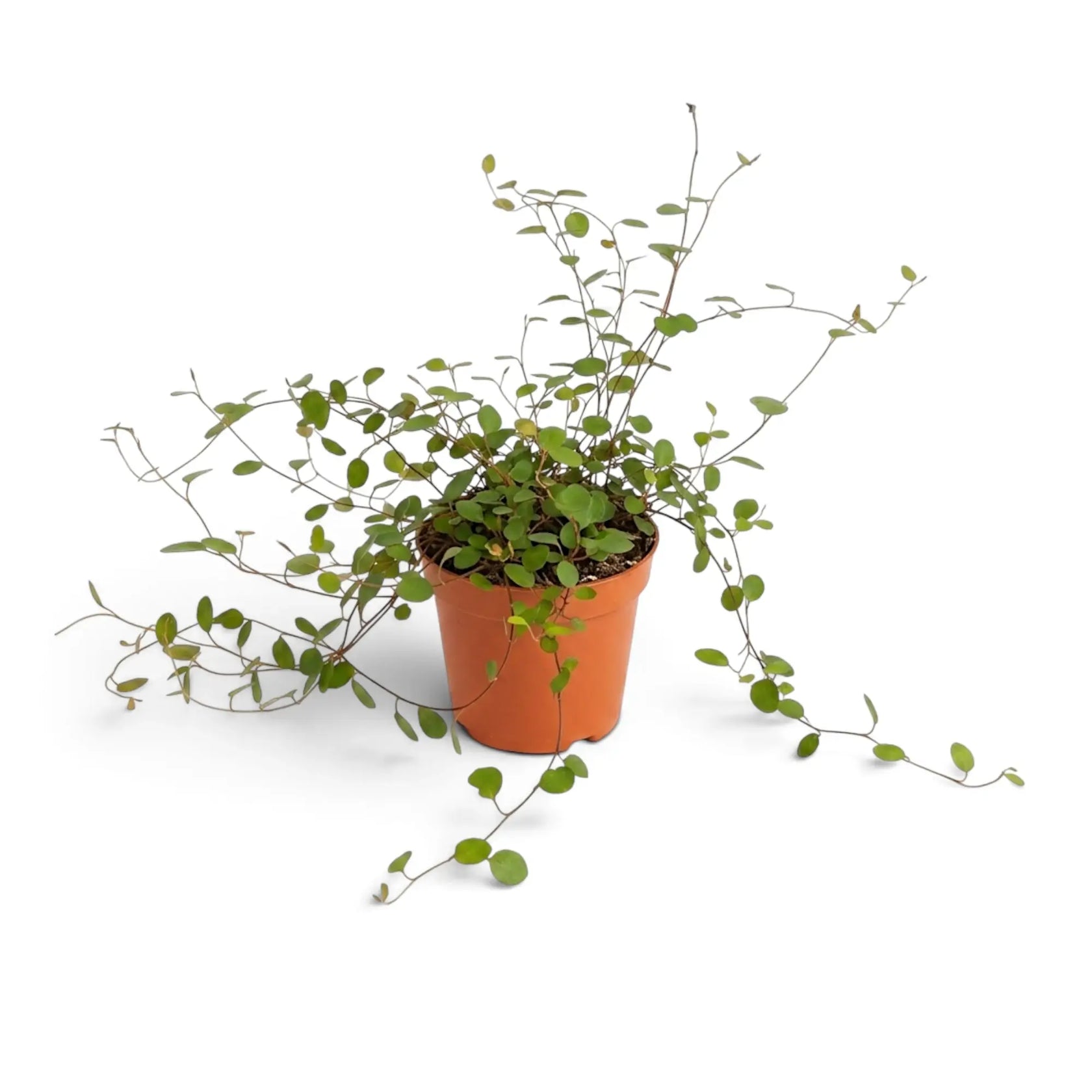 Baby Muehlenbeckia complexa 'Maori' with fine wiry stems and tiny round green leaves