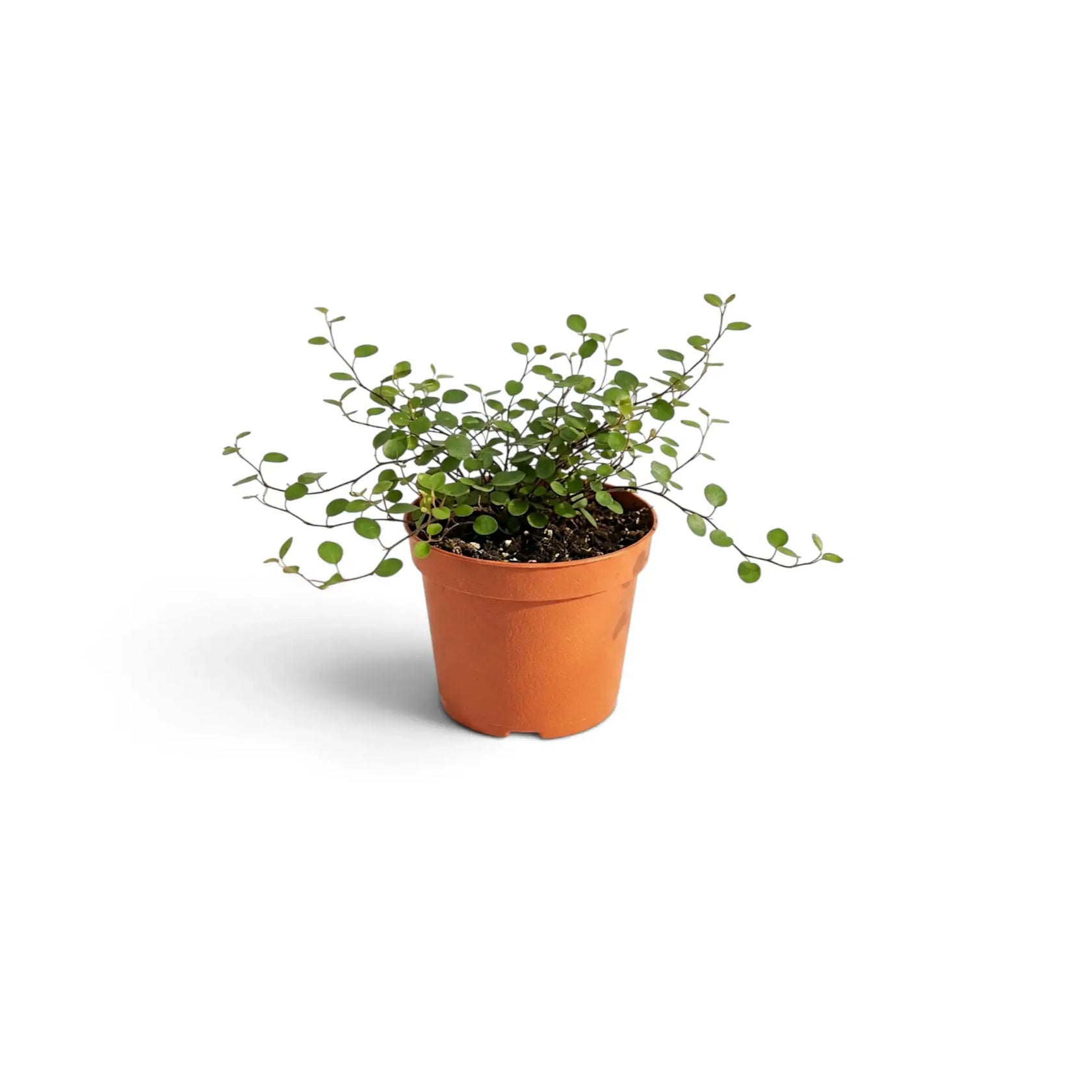 Baby Muehlenbeckia complexa 'Maori' in a nursery pot with airy dark stems and small glossy leaves