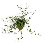 Baby Muehlenbeckia complexa 'Maori' in a nursery pot with small round leaves on slender wire-like stems