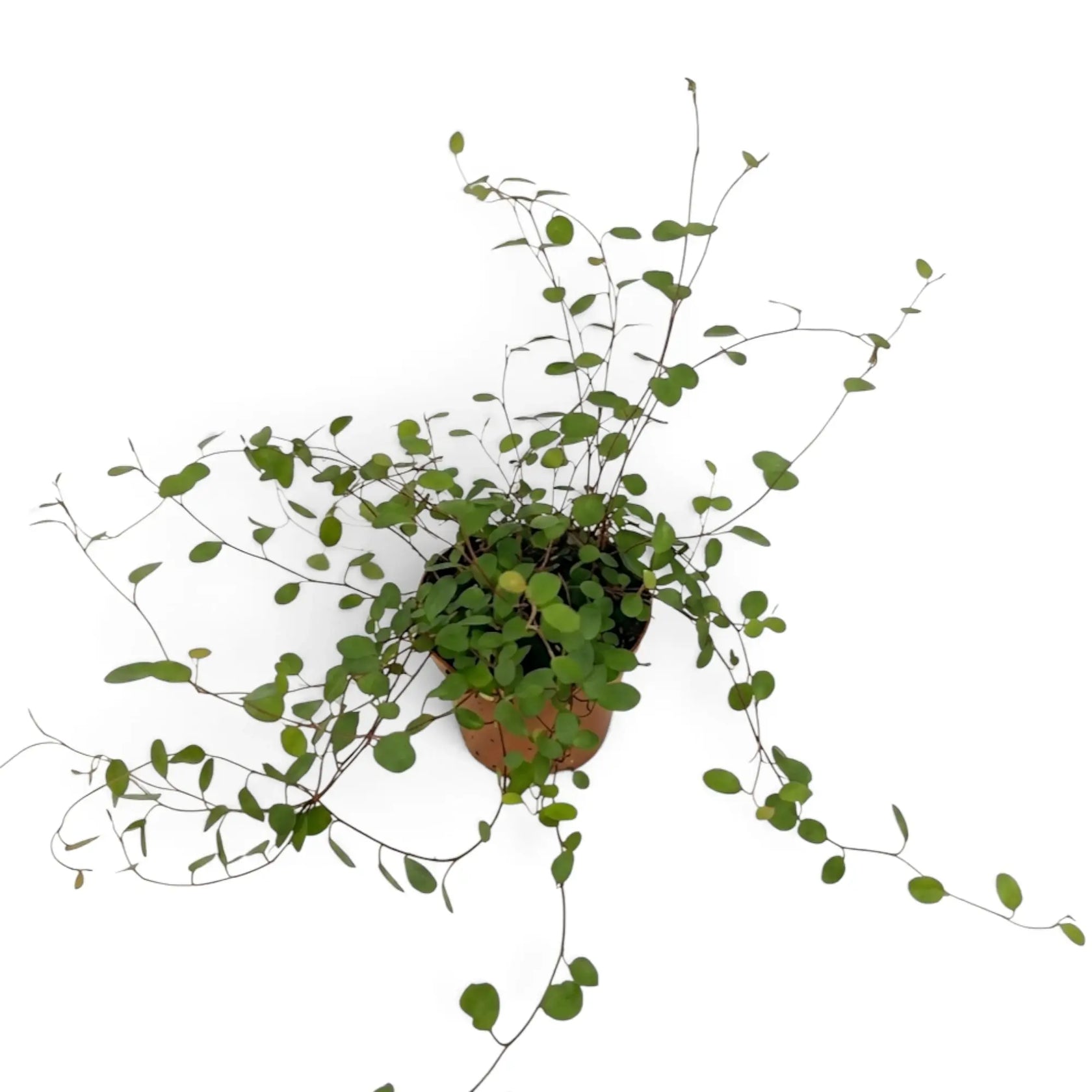Baby Muehlenbeckia complexa 'Maori' in a nursery pot with small round leaves on slender wire-like stems