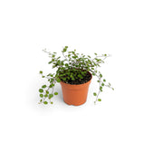Baby Muehlenbeckia complexa 'Maori' with a compact network of fine stems and rounded foliage