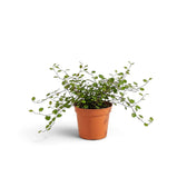 Full view of baby Muehlenbeckia complexa 'Maori' with fine wiry stems and tiny round green leaves